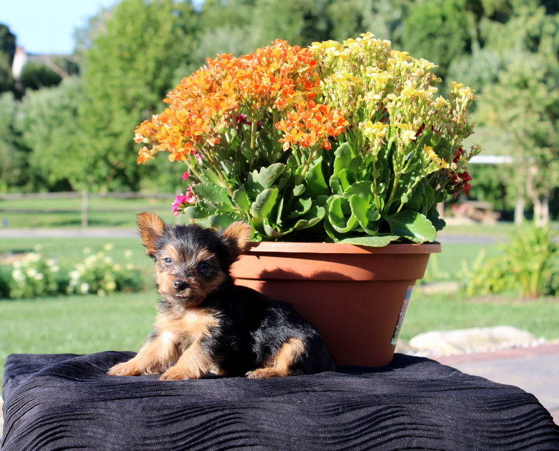 puppy, for, sale, Yorkshire Terrier, Matthew B. Stoltzfus, dog, breeder, Gap, PA, dog-breeder, puppy-for-sale, forsale, nearby, find, puppyfind, locator, puppylocator, aca